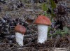 křemenáč borový (Houby), Leccinum vulpinum (Fungi)